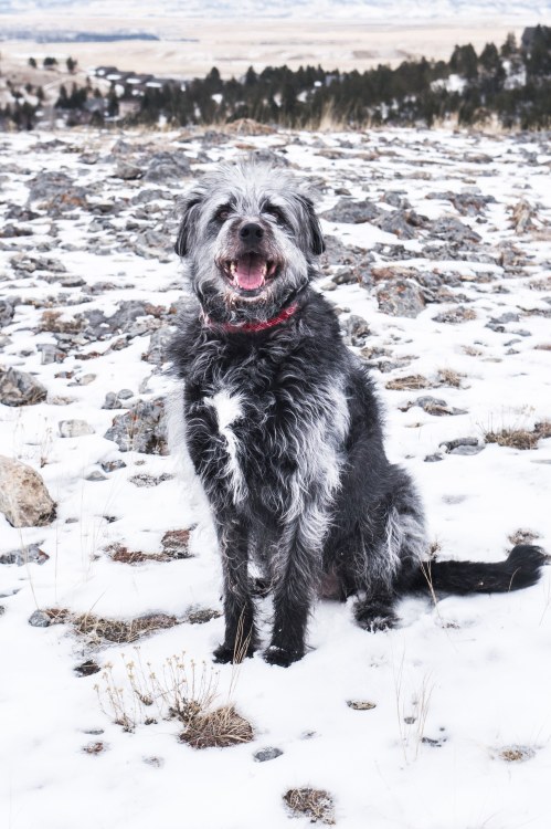 wanderingpawsphotography:

Helena, MT/ January 2019