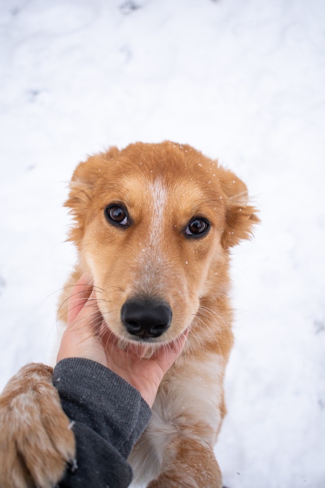 dogsinnature:Hey. I love you 🥺