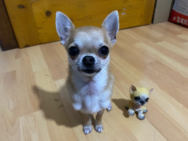 pocketdogs:tiny tofu and an even tinier tofu