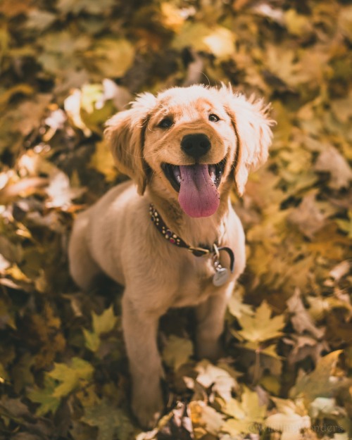 darkwooddt:

Puppy Joy ❤️ 