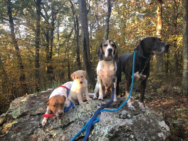 specklemutts:got the kids to pose. cowboy is still not sure on the puppy and hated to be next to him