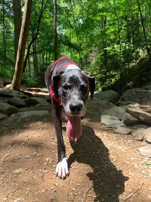 My big pups Gus and Claire on a hike