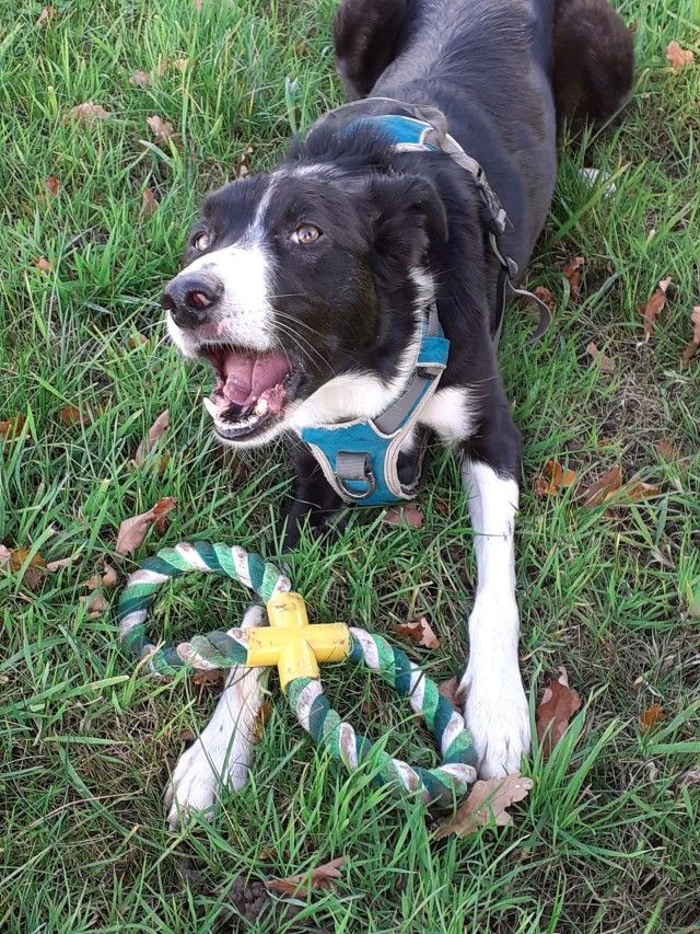 a-framed-dog:He’s daring me to get the toy