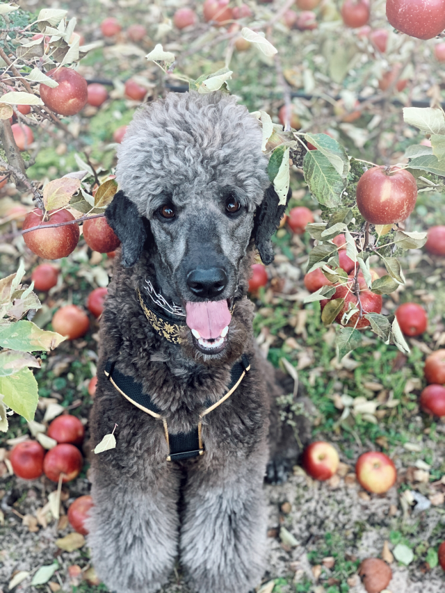 pseudopoodle:Apple of my eye 🍎🐩