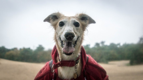 thedutchsighthound:

A very happy sandy face