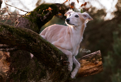thedutchsighthound:

Just got a first photo, a preview, from our…