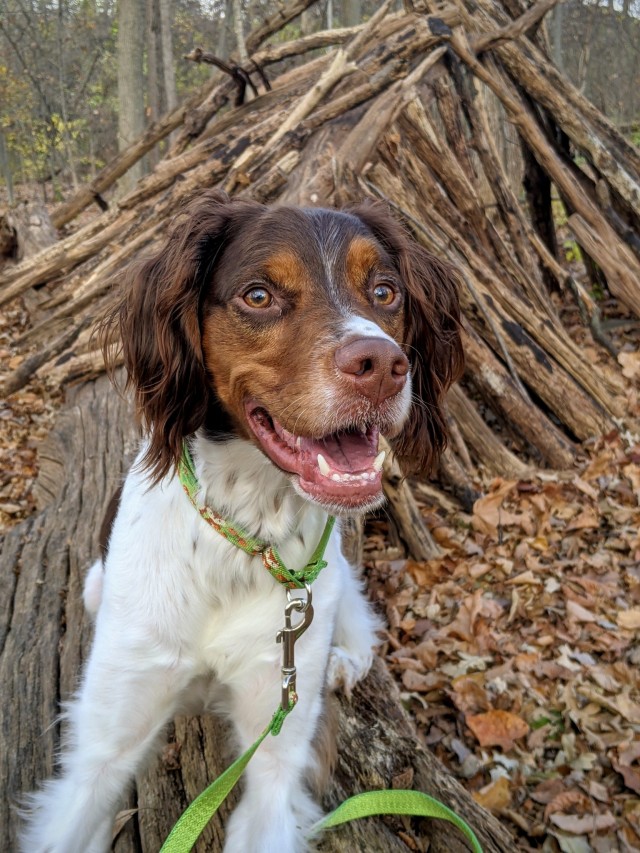 puppies-and-ponies:“Human there are birbs which I would very much like to chase”…