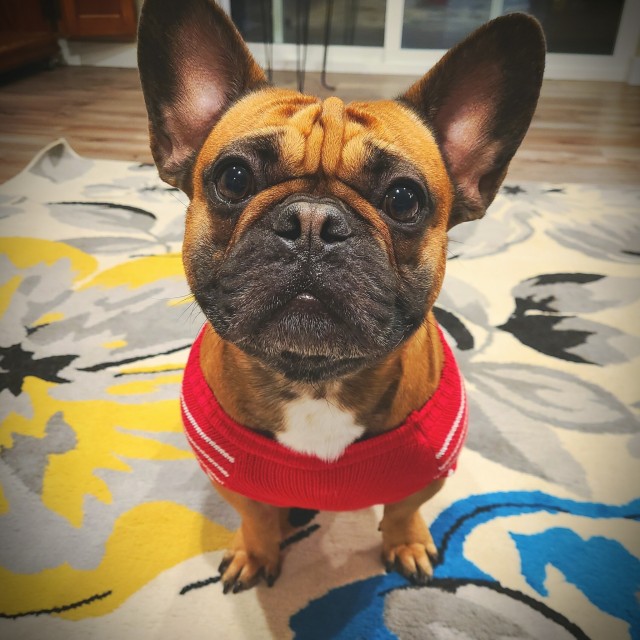 My Titus, our 3 ½ y/o French Bulldog who loves carrots, ice cubes, and cuddles. He is the…