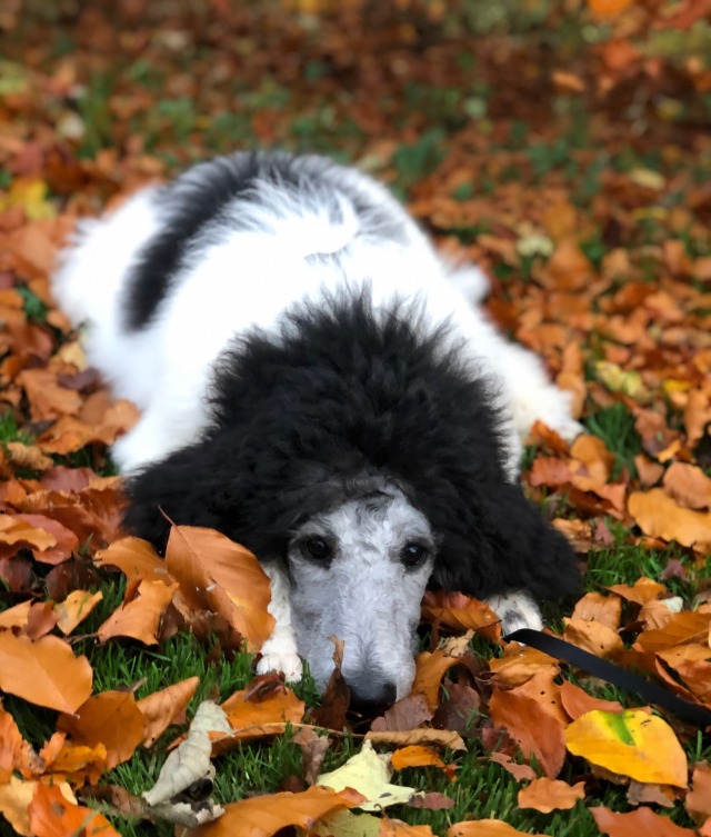 megthemixedbreed:we love autumn 🍂🍃