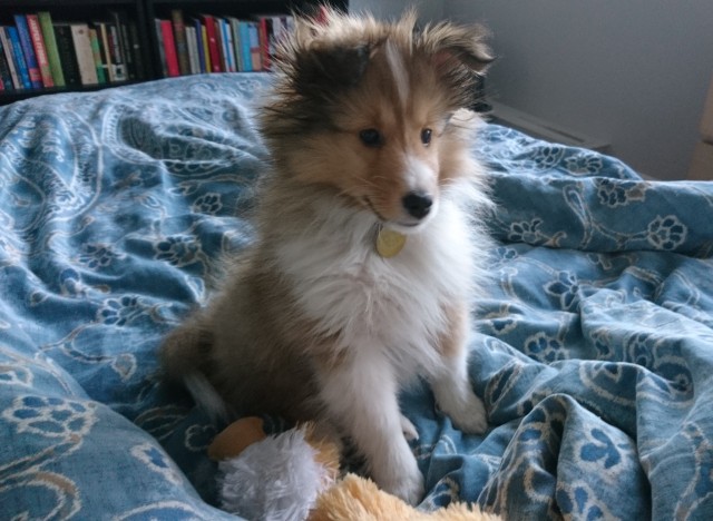 savannahthesheltie:Handsome girl!