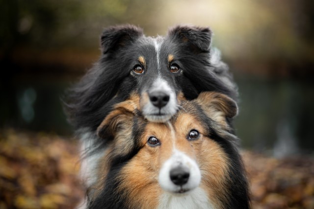 sammythesheltie:I love them to the moon and back ❤.