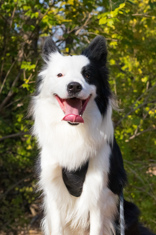 boofblr:

his hiking face 🌲