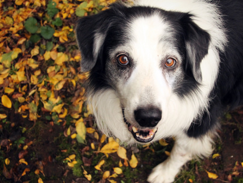 megpricephotography:

Happy 14th Birthday Barney! My dear,…