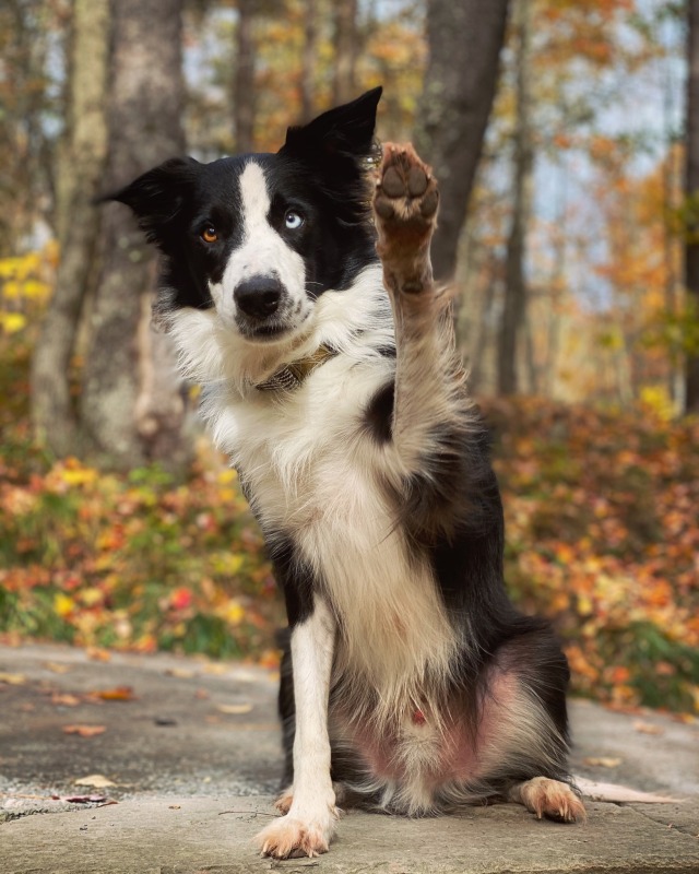 weaselblood:It’s not an adventure if your paws don’t get dirty 🙃