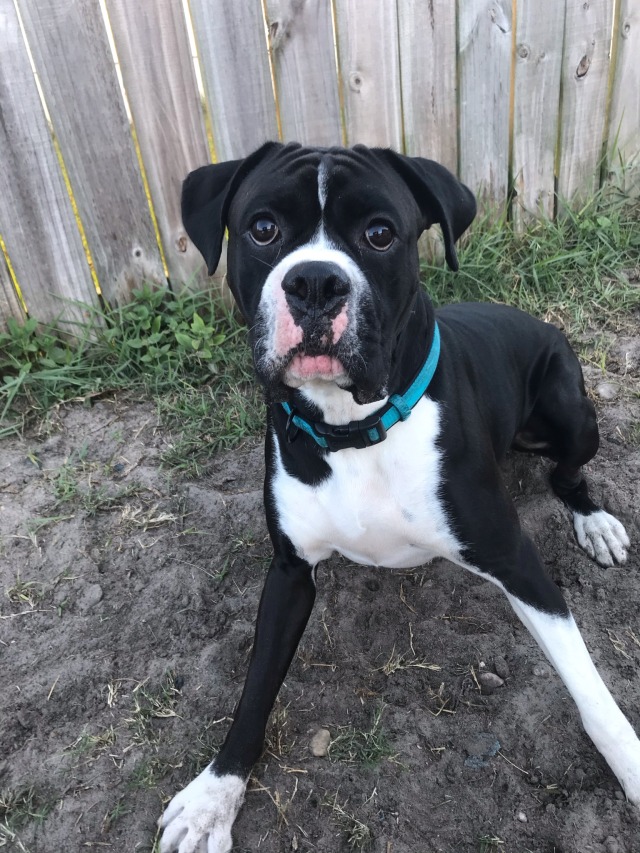 boxerbeans:look at this big dumb face. I love him so much.