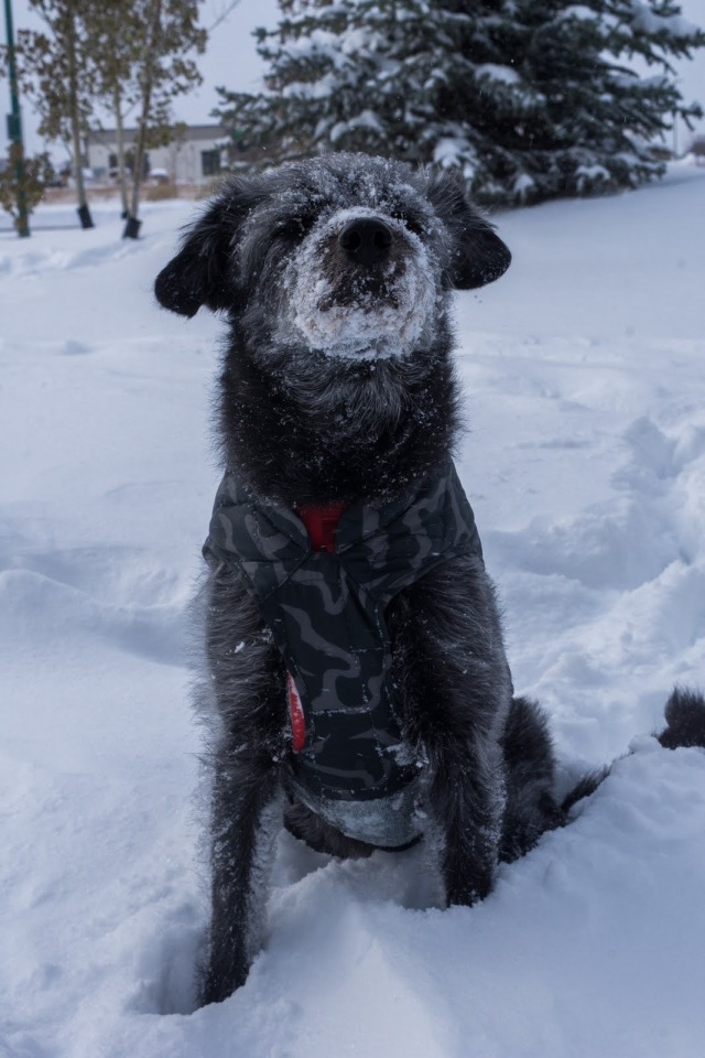 mountain-mutt:Her best Santa Claus impression