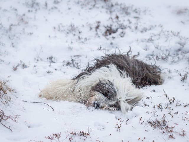 soulpups:just taking a nap in the cold snow nbd 😴