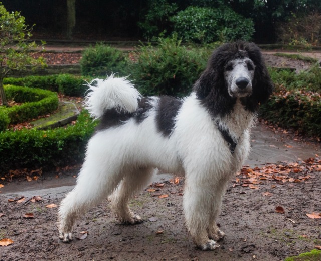 poodletime:this is his power stance