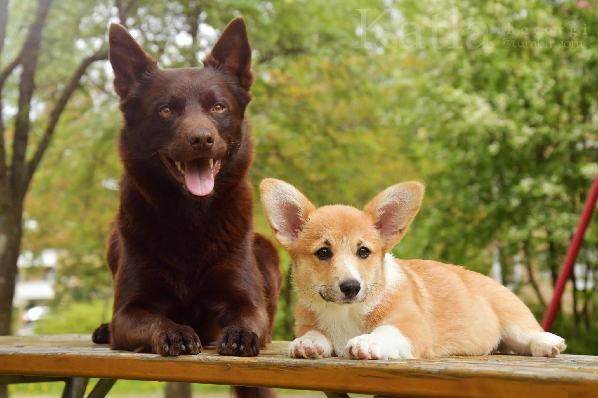 katlathecorgi:

This is me and my bff KantosPhoto by Cajsa L 