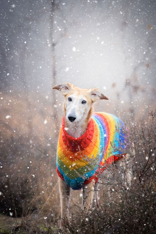 thedutchsighthound:

We really want snow so this photographer…