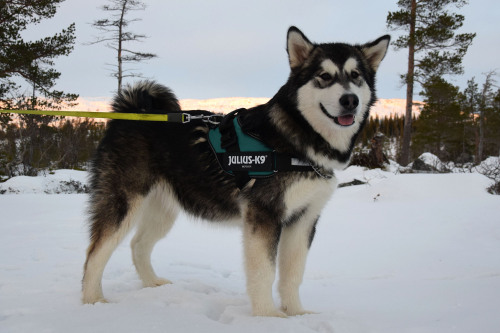 northerndogs:

Taiga’s new harness is here! Name tags will…