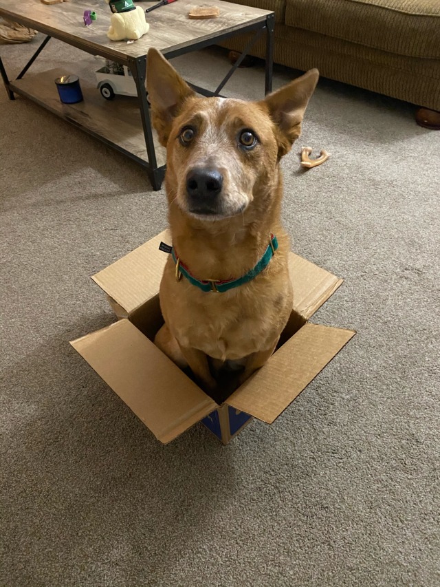 southtexasherder:Rodeo learned a new thing. We sit in small boxes now 🥰