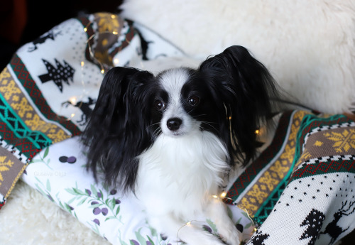 taffy-papillon:

Waiting for Christmas