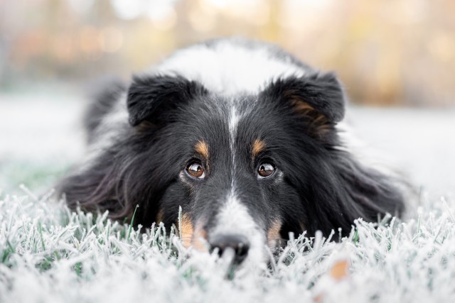 sammythesheltie:Frosty day ❄.