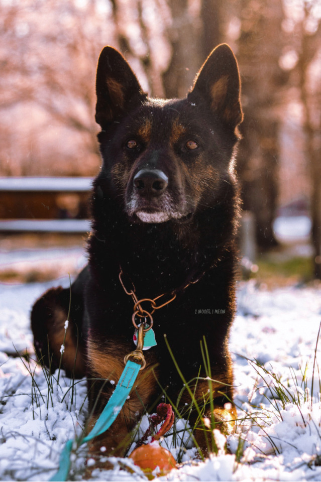 zeeleybooth:merry christmas and happy sixth birthday to agent pup pup!