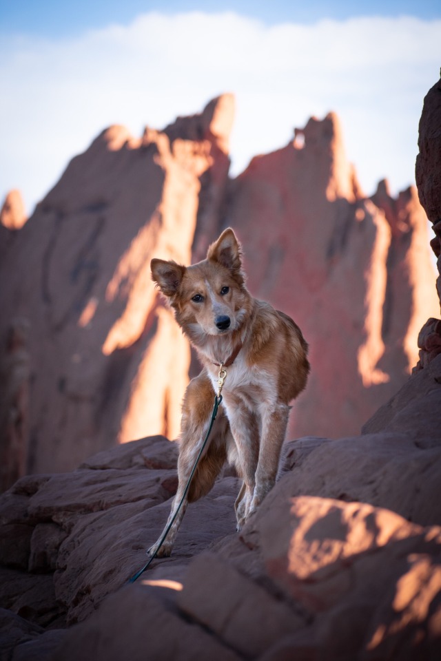 dogsinnature: