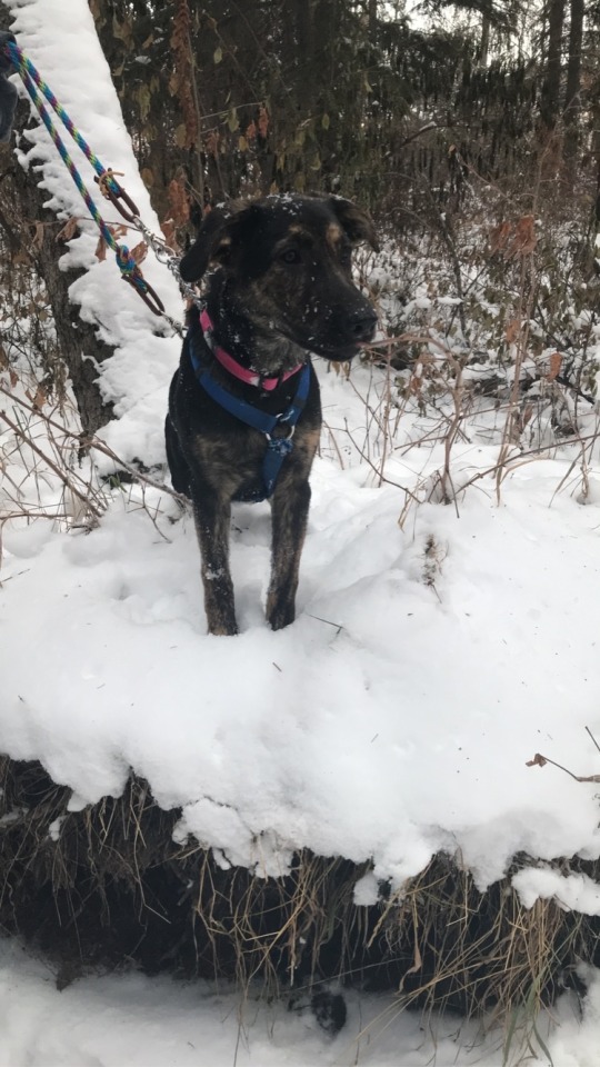 Hey guys! Take a look at little baby Indica, aka Indie, she’s huge now but the snow is gross so I…