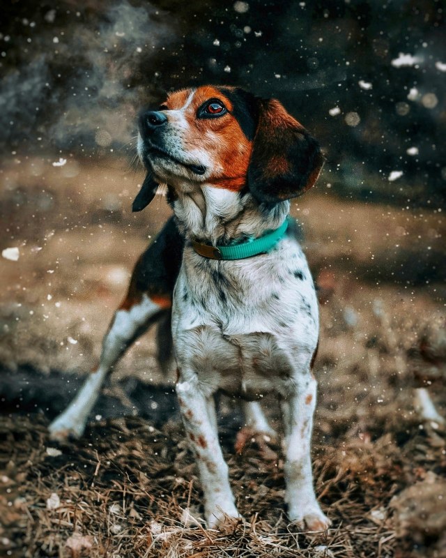 sixpackpups:Roscoe is all heart, a true hound. I just love him.