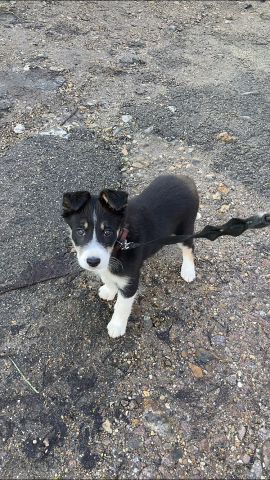 doggos-with-jobs:Molly, the latest sheep-pup in training on our farm 🐑🥺