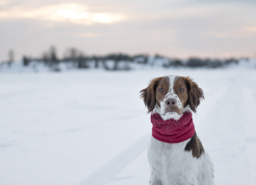 mav-adventurerinthenorth:

On the trail in the 2pm light