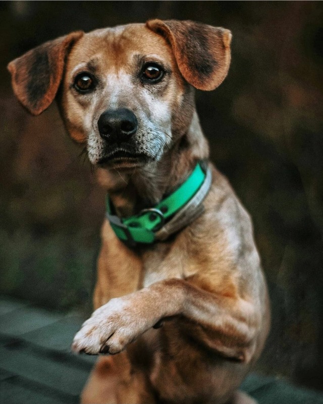 sixpackpups:Hello fren