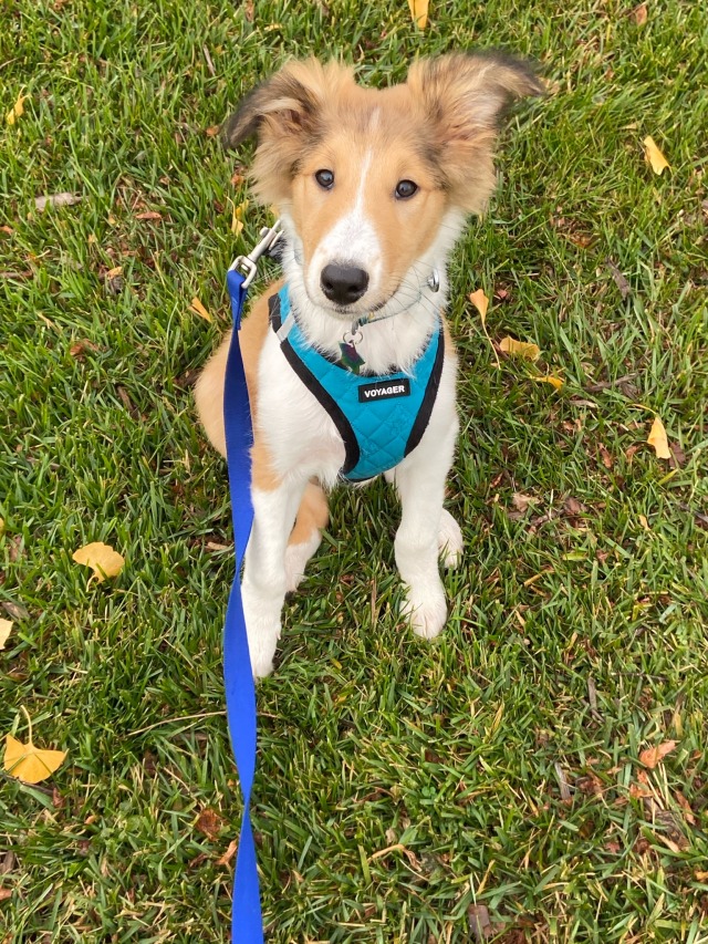 babayagaboy:He sprouted ears (and tail fur) overnight!