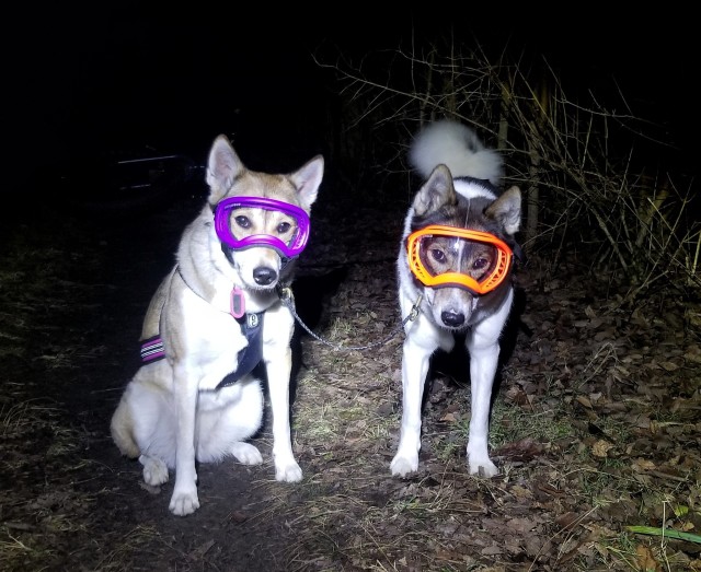 losech:Flint got to try his Rex Specs while bikejoring. He did great, no pawing or rubbing.