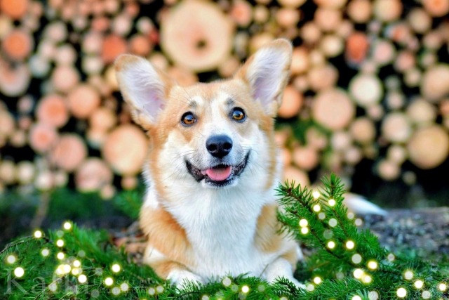 katlathecorgi:Merry Christmas 🎄🎀