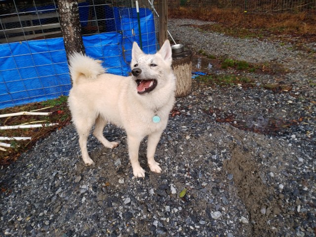 creekfiend:World’s Happiest Buhund