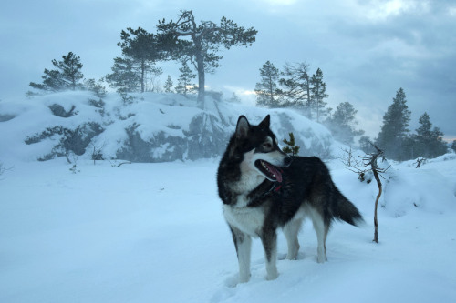 northerndogs:

It was windy