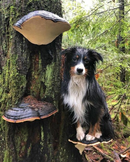 cuteanimals-only:TIL dogs on mushrooms is a thing