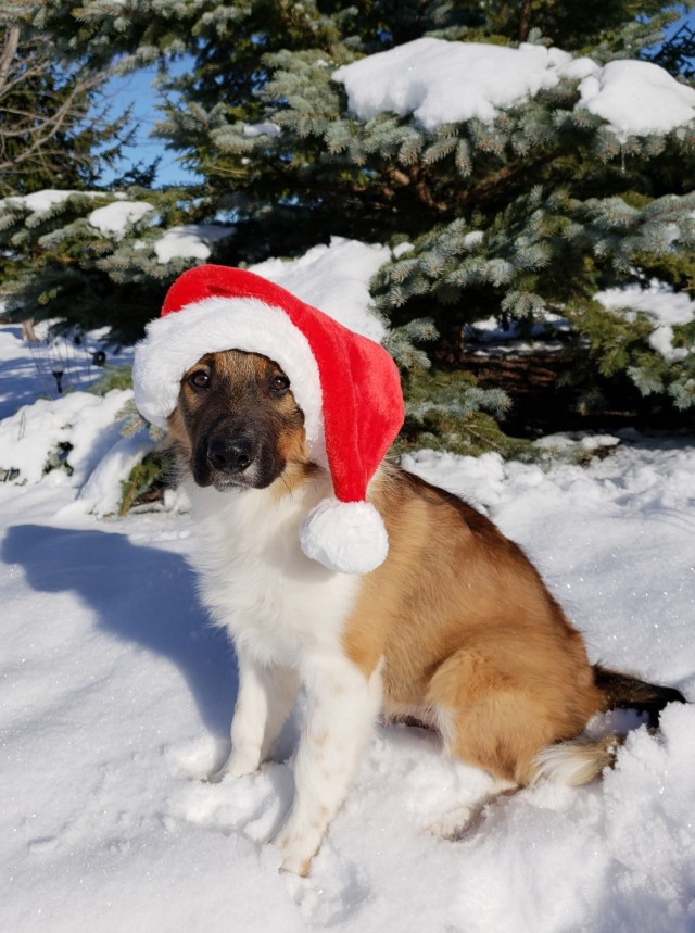 halodobe:A matching Santa Wyatt to go with my Santa Halo! Now i kind of want to see if I can get one…