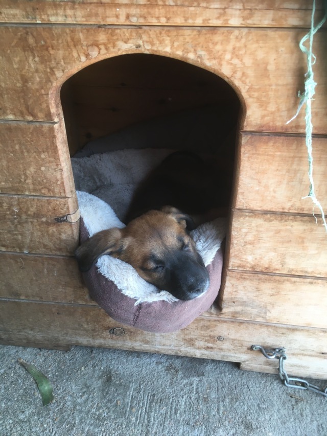 farm-paws:farm-paws:Baby box, for babies. BABY BOX, FOR BABIES.