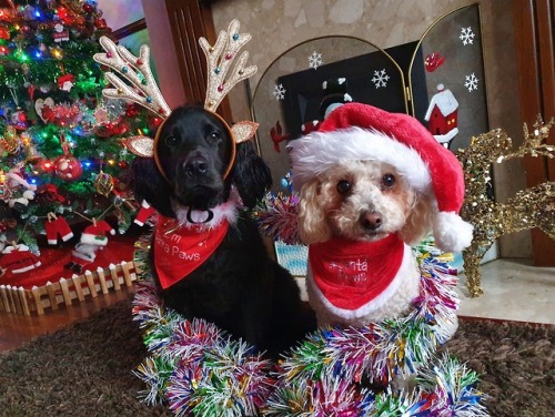 Merry Christmas from santa and rudolph! ❤ #handsomedogs