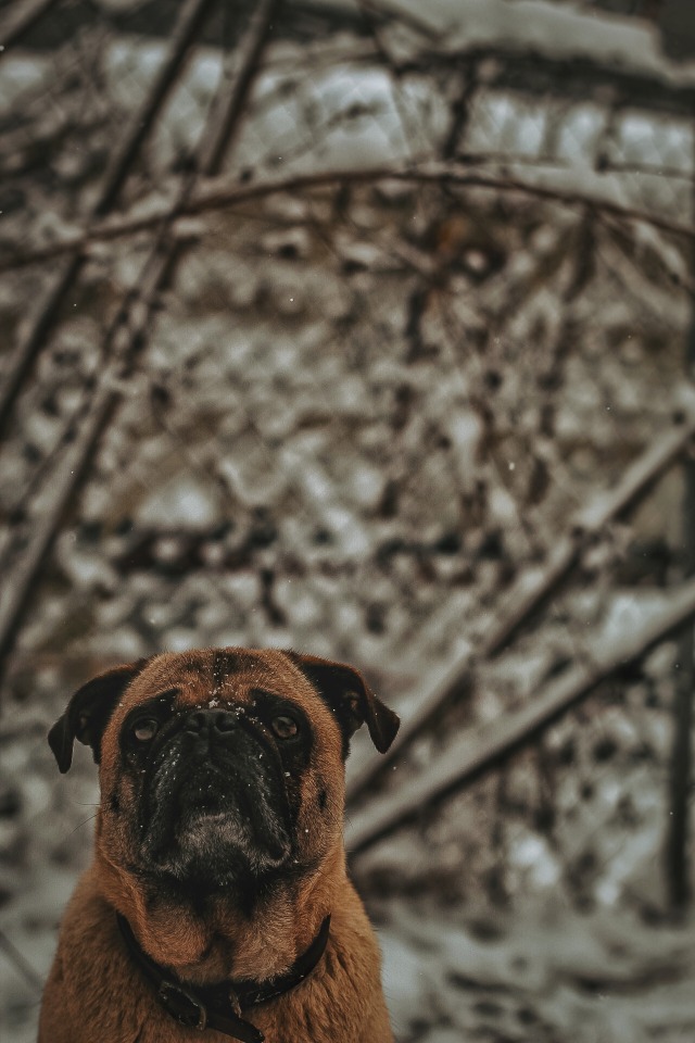 sixpackpups:Toby would just like to say hi and that he hopes you remember to hydrate and take care…