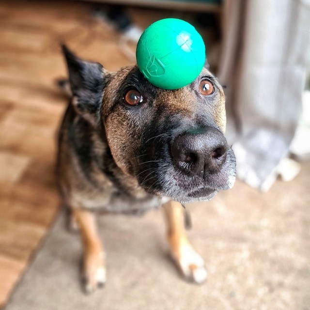 logan-maya:That’s some intense focus. 👀 Logan wonders if balancing a toy is really training or…