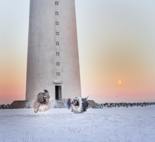 soulpups:góa, dísa, the lighthouse, and the moon 🌕