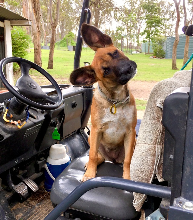 farm-paws:“Where we goin’?!”