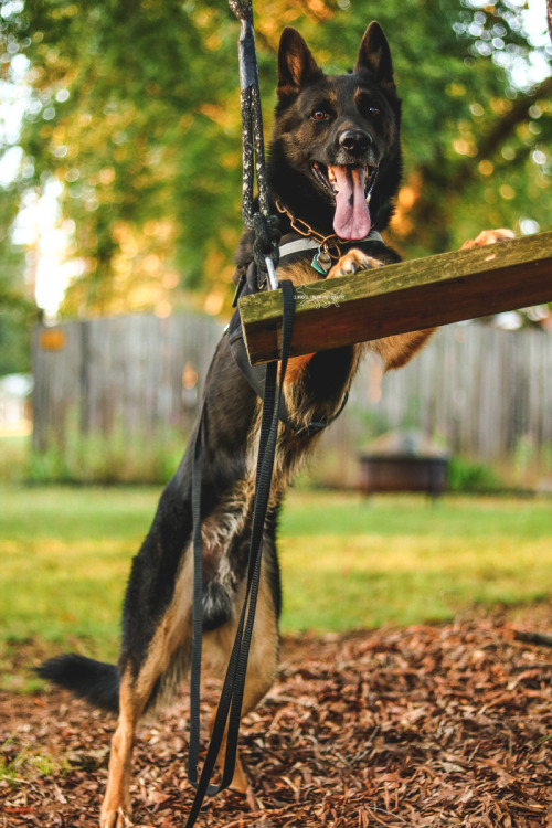 2woofs-1meow:

l o n g b o i