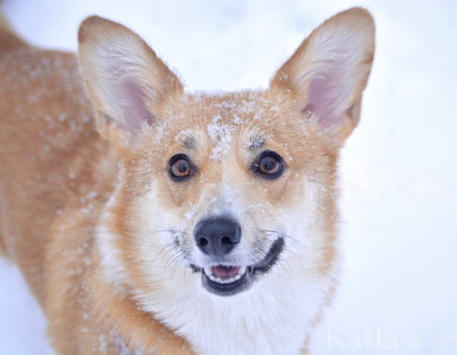 katlathecorgi:Guess who loves snow? ❄️